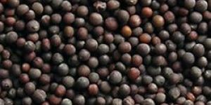 Black Mustard Seeds