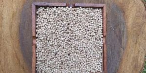 Sancta Maria White Pepper