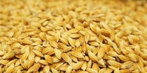 Rice Seed