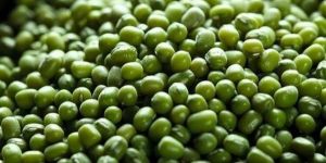 Green Mung Bean