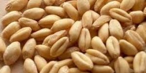 Wheat Seeds