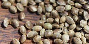 Hemp Seeds