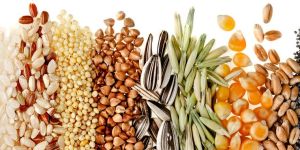 Food Grains