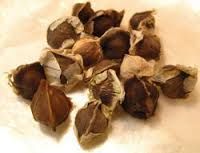 Drumsticks Seeds