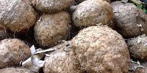 Fresh Elephant Foot Yam