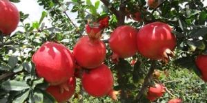 Pomegranate Fruit