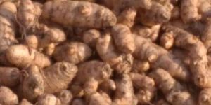 Seed Turmeric