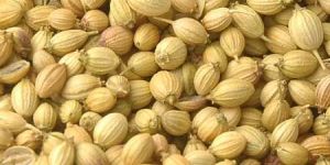 Coriander Seeds