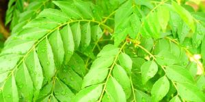Fresh Curry Leaves