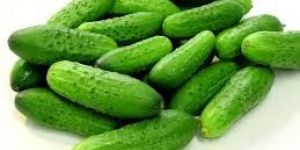 Fresh Cucumbers