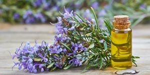Rosemary Oil