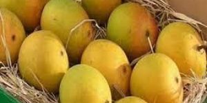 Fresh Mango