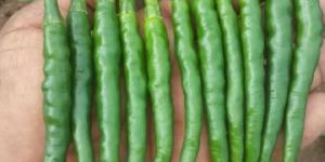 Green Chilly