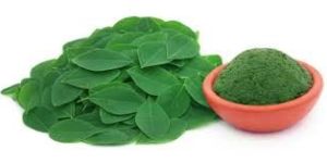 Moringa Powder
