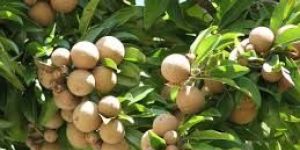 Sapota Fruit