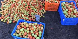 Tomatoes