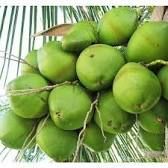 Tender Green Coconut