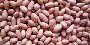 Ground Nut Seeds