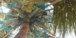 Coconut Safety Net