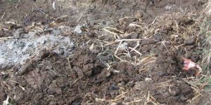 Cow Dung Fertilizer