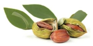 Jojoba Nuts Oil