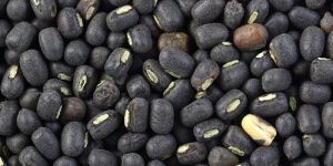 Black Gram Seeds