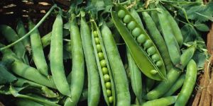 Green Peas Seeds
