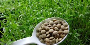 Lentil Seeds