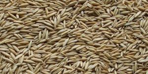Oat Seeds