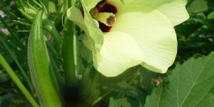 Okra Seeds
