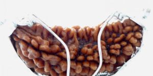 Ek Mukhi Rudraksha