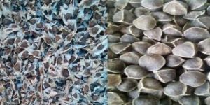 Moringa Seeds