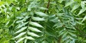 Neem Leaves