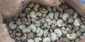 Raw Cashew Nuts