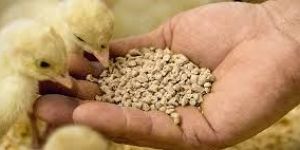 Poultry Feed