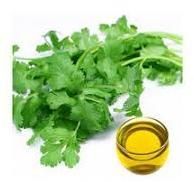 Coriander Oils
