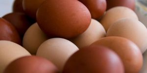 Brown Eggs