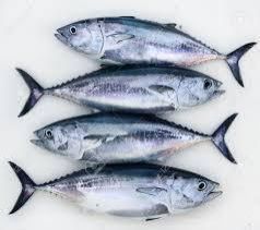 Tuna Fish