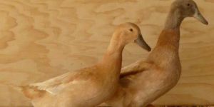 White Pekin Duckling