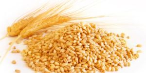Wheat