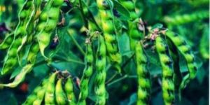 Pigeon Peas