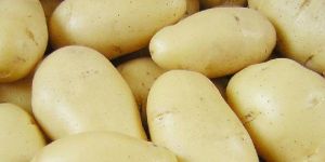 Fresh Potato