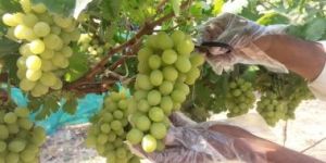 Green Grapes