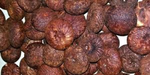 Areca Nut