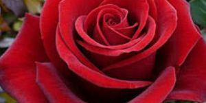 Fresh Red Rose Flower