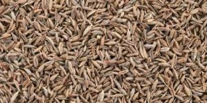 Cumin Seeds