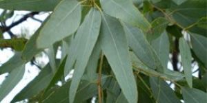Eucalyptus Leaves
