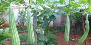 Long Snake Gourd