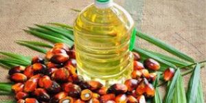 Palm Oil