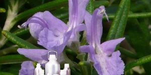 Rosemary Oil